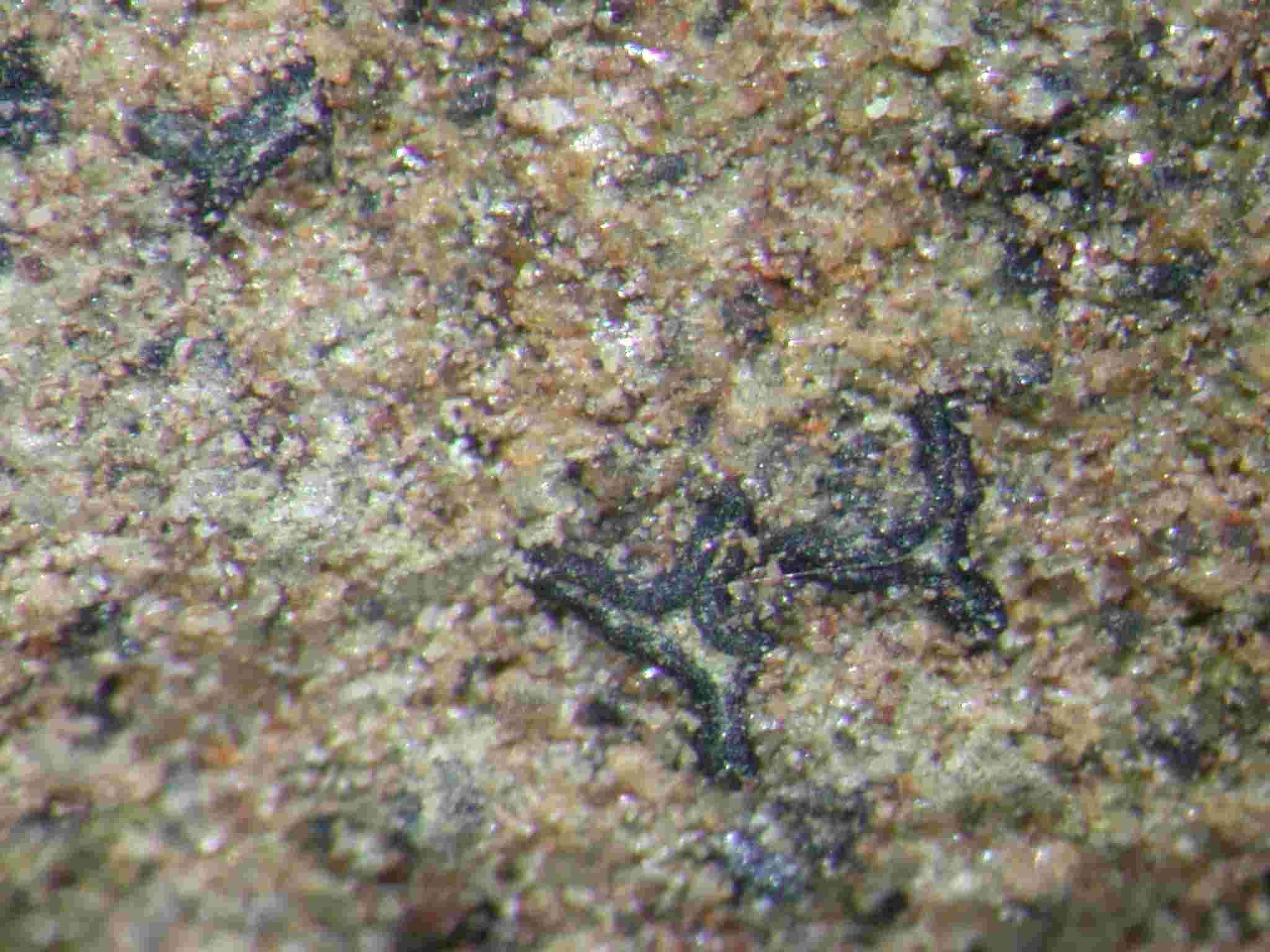 [Alyxoria ochrocheila]